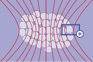 1. Darstellung von einzelnen Tumorzellen im modulierten elektrischen Feld. Man erkennt deutlich, dass das elektrische Feld die Tumorzellen fokussiert.