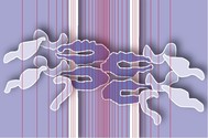 4. Ausschnitt einer malignen Zellmembran. Das veränderte Membranpotential führt dazu, dass vorher gekappte Verbindungen von Cadherinen im Inneren der Zellmembran wieder zusammen fi nden und die Durchlässigkeit der Membran und Interaktionen zwischen int