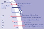 3. Ausschnitt einer malignen Zelle mit Zellmembran und intra- und extrazellulärem Bereich. Das elektrische Feld hat das Membranpotential verändert. Dies führt zu verschiedenen Reaktionen im intra- und extrazellulären Bereich wie z.B. zu einem Anstieg 